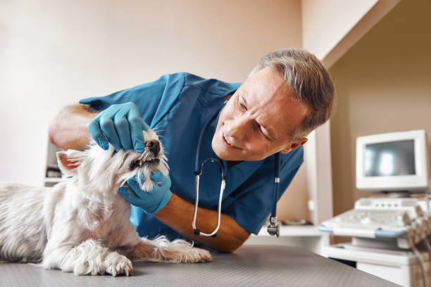 Best Broken or Chipped Tooth Repair in Pinewood, FL